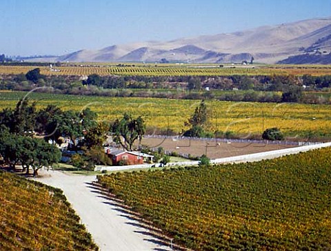 Vineyards in the Salinas Valley Greenfield Monterey Co California  Arroyo Seco
