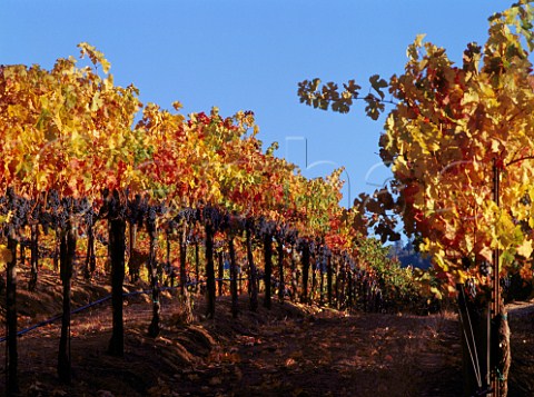 Heavy crop of ripe grapes in autumnal vineyard Healdsburg Sonoma Co California  Alexander Valley