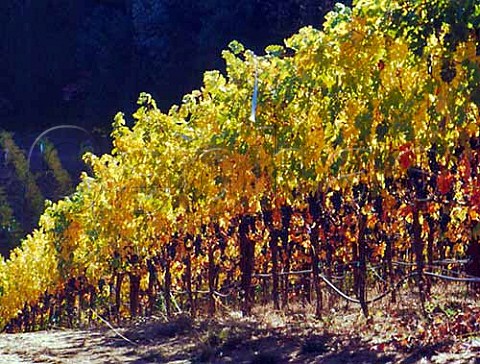 Cabernet Sauvignon grapes in vineyard of Chateau Potelle Napa California  Mount Veeder AVA