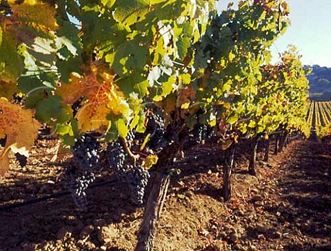 Cabernet Sauvignon grapes in vineyard of Beaulieu Napa Valley California  Carneros