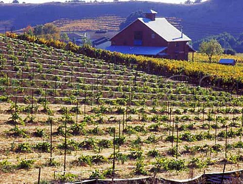 Vineyard of Blue Creek Winery Napa California Carneros