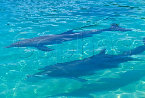 Bottlenose Dolphins Turisops truncatus Queensland Australia