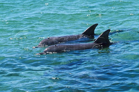 Bottlenose Dolphins Turisops truncatus Baird Bay South Australia