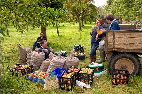 Cider apple pickers drinking cider during harvest time Burrington Court Somerset England