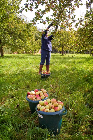 Traditional cider apple picking Burrington Court Somerset England