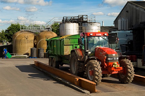 Tractor with load of cider apples on weighbridge at harvest time Thatchers Cider Orchard Sandford Somerset England