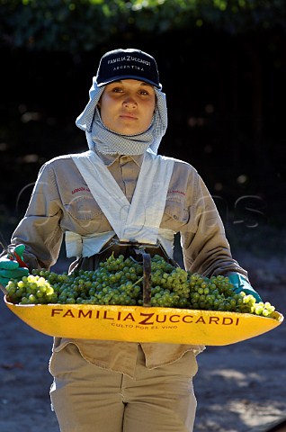 Picker carrying basket of Viognier grapes in vineyard of Familia Zuccardi Mendoza Argentina