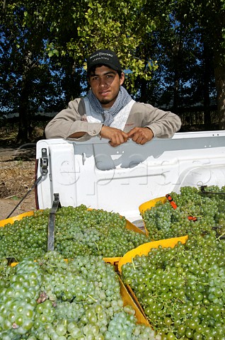 Picker with baskets of harvested Viognier grapes at Familia Zuccardi Mendoza Argentina