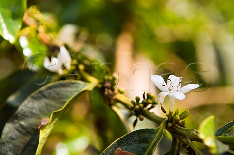 Coffee flower on plantation near Ruiru Kenya