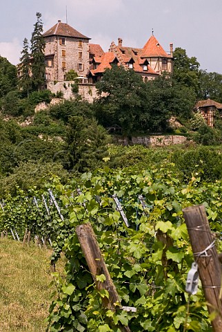 Chteau Reichenberg and vineyard Bergheim HautRhin France Alsace