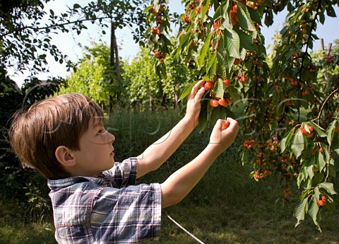 Boy picking cherries at Scherwiller BasRhin France Alsace