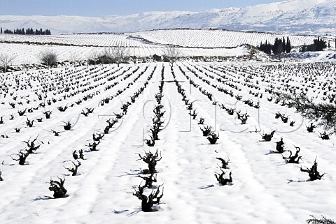 Snow covered vineyard of Chateau Kefraya in the Bekaa Valley Lebanon