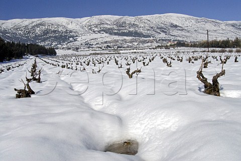 Snow covered vineyard of Chateau Kefraya in the Bekaa Valley Lebanon