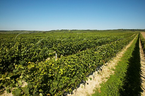 Rosenberg vineyard near Gttlesbrunn Niedersterreich Austria Carnuntum