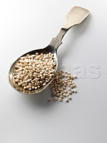 Caddy spoon full of Quinoa seeds