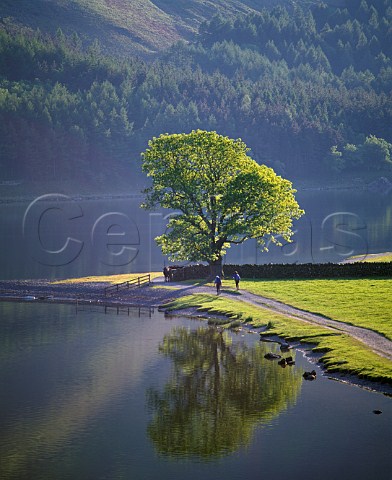 Tree reflecting in Buttermere lake Cumbria England Lake District