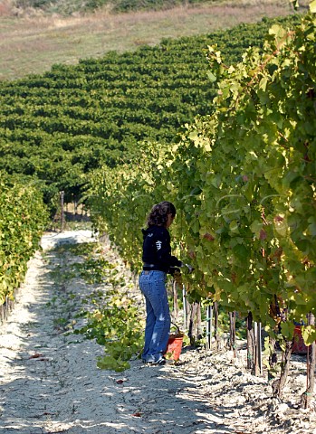 Picking Cortese grapes in vineyard of Villa Sprina Gavi Piemonte Italy Gavi