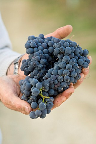 Nebbiolo grapes used for Barolo in Vigna Rionda vineyard of Massolino Serralunga dAlba Piemonte Italy Barolo