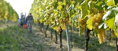 Harvesting of Cortese grapes in the vineyard of Villa Sparina Monterotondo Gavi Piemonte Italy Gavi