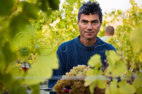 Picker with Cortese grapes in vineyard of Villa Sparina Monterotondo Gavi Piemonte Italy Gavi