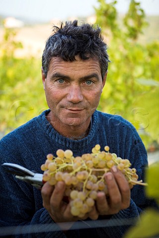 Picker with Cortese grapes in vineyard of Villa Sparina Monterotondo Gavi Piemonte Italy Gavi