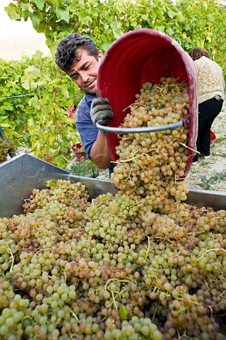 Picker harvesting Cortese grapes in vineyard of Villa Sparina Monterotondo Gavi Piemonte Italy Gavi