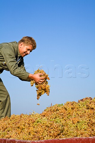 Picker with harvested Cortese grapes for Villa Sparina Monterotondo Gavi Piemonte Italy Gavi
