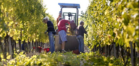 Harvesting of Cortese grapes in the vineyard of Villa Sparina Monterotondo Gavi Piemonte Italy Gavi