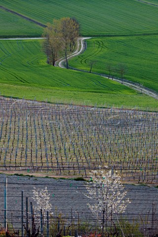 Vineyard and flowering cherry trees in early spring near Cereseto in the Monferrato Hills Piemonte Italy