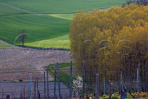 Vineyard in early spring near Cereseto in the Monferrato Hills Piemonte Italy
