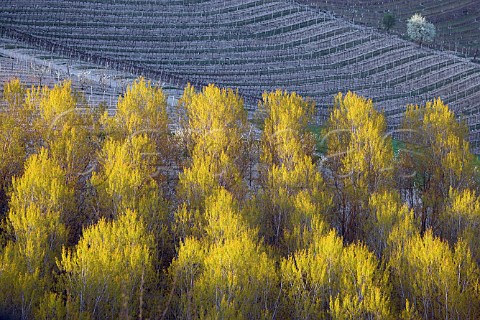 Plantation of trees with vineyard beyond early spring in the Monferrato Hills near Cereseto Piemonte Italy