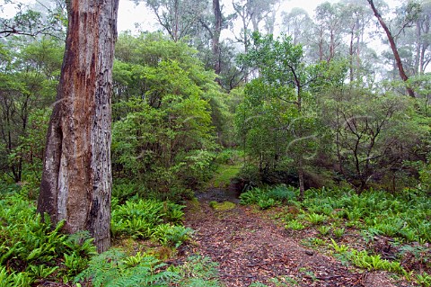 Thurat Tops trail in Kanangra Boyd National Park New South Wales Australia