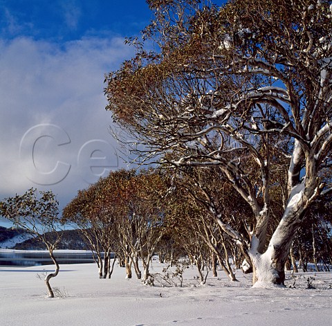 Snow Gums in winter Snowy Mountains Kosciuszko National Park New South Wales Australia