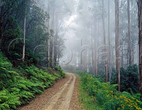 Errinundra Road in fog Errinundra National Park Victoria Australia