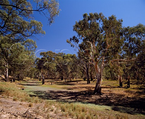 The dry bed of the Murrumbidgee River near Hay New South Wales Australia