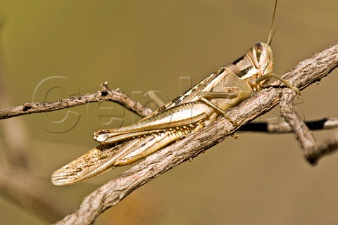 Locust on branch Narrabri New South Wales Australia