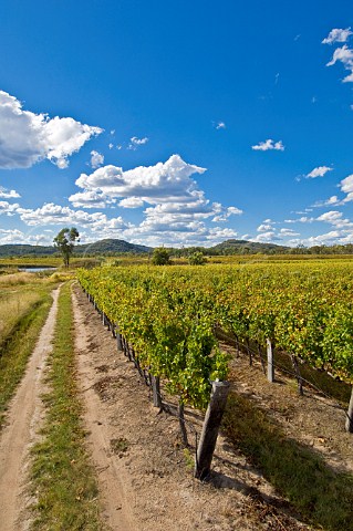 Ballandean Estate vineyard Granite Belt Ballandean Queensland Australia