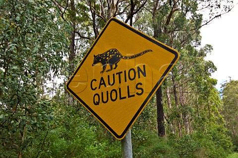 Road sign warning of Quolls on the Gwydir Highway Washpool National Park New South Wales Australia