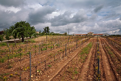 Vineyard in spring at Lerma Burgos province Castilla y Len Spain DO Arlanza