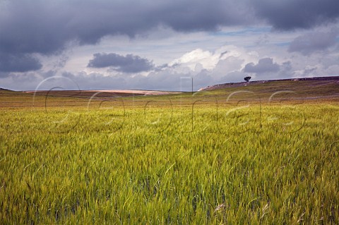 Barley fields on the meseta near Castrillo de Duero Castilla y Len Spain