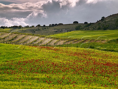 Poppies in barley field by Tinto Fino vineyard of Bodegas Aalto Near Peafiel  Castilla y Len Spain Ribera del Duero