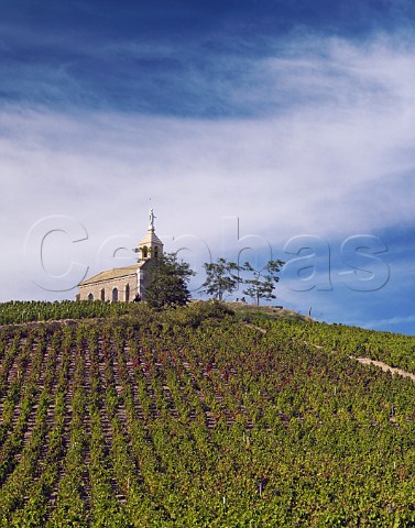 Vineyard below La Madone chapel on the hill above Fleurie France  Fleurie  Beaujolais