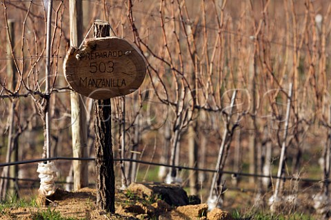 Sign in Carmenre vines indicating biodynamic preparation 503 Manzanilla  Clos Apalta vineyard of Lapostolle Colchagua Valley Chile