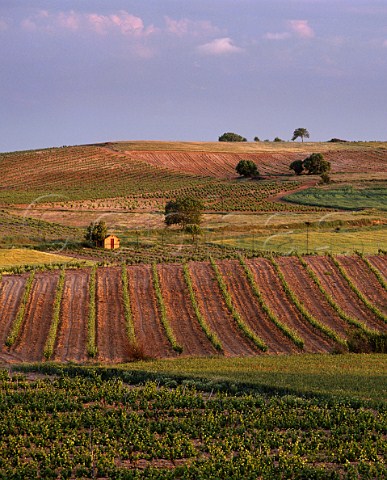 Vineyards of Bodegas Perez Pascuas at Pedrosa de Duero Burgos Province Castilla y Len Spain Ribera del Duero