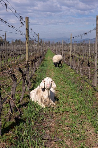Goat and sheep grazing between biodynamic Cabernet Sauvignon vines in the Clos Apalta vineyard of Lapostolle Colchagua Valley Chile