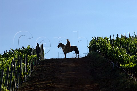 Huaso and horse in Chardonnay vineyard of Lapostolle in the Casablanca Valley Chile Casablanca Valley