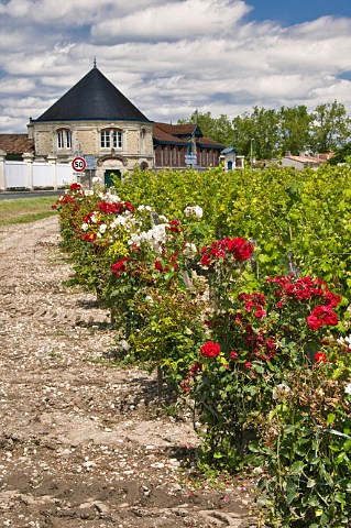 Roses in vineyard with Chteau Durfort Vivens beyond Margaux Gironde France Margaux  Bordeaux