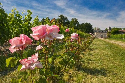 Roses by vineyard of Chteau Beaumont CussacFortMdoc Gironde France HautMdoc  Bordeaux
