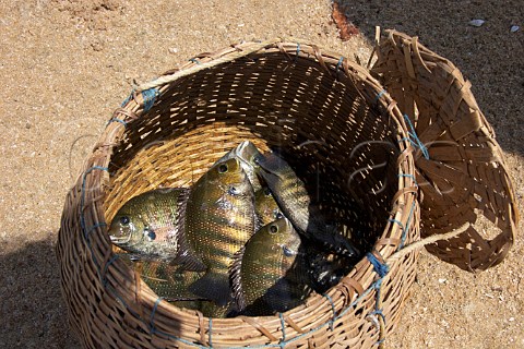 Freshly caught fish in basket Costa Malabari beach near Kannur Cannanore on the CochinMysore  CochinGoa route North Kerala India