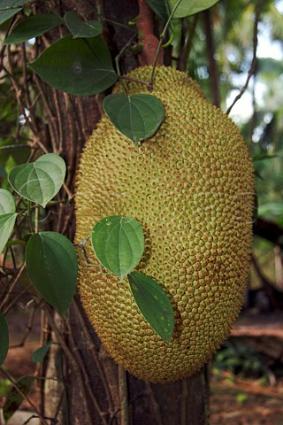 Jackfruit growing on tree Costa Malabari near Kannur Cannanore on the CochinMysore  CochinGoa route North Kerala India